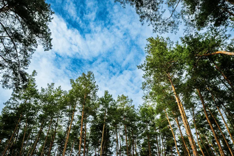 Trees and sky